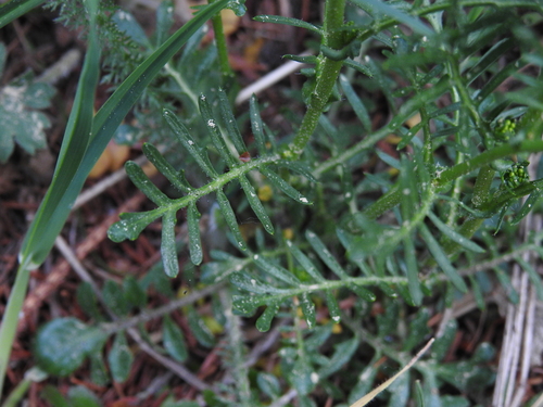 Image of Rorippa pyrenaica by (c) Yves Bas, some rights reserved (CC BY)