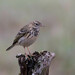 Meadow Pipit - Photo (c) Erik Eckstein, some rights reserved (CC BY-NC), uploaded by Erik Eckstein
