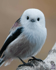 Long-Tailed Tit photo 4