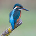 Common Kingfisher - Photo (c) Erik Eckstein, some rights reserved (CC BY-NC), uploaded by Erik Eckstein