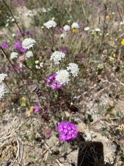 Chaenactis fremontii