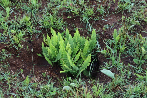 Anemia vestita (Anemia vestita)