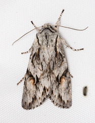 Egira crucialis