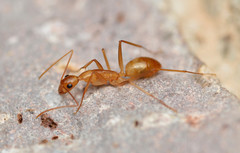Camponotus festinatus