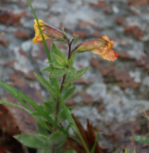 Image of Pearsonia aristata by (c) Tony Rebelo, some rights reserved (CC BY-SA)