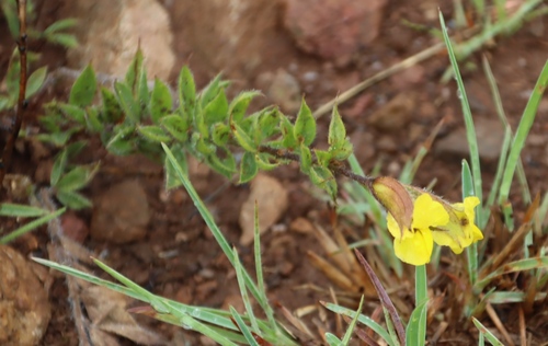 Image of Pearsonia aristata by (c) Tony Rebelo, some rights reserved (CC BY-SA)