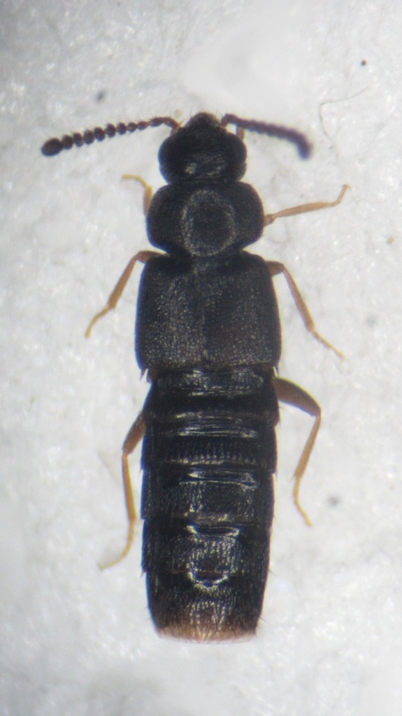 Placusa pumilio