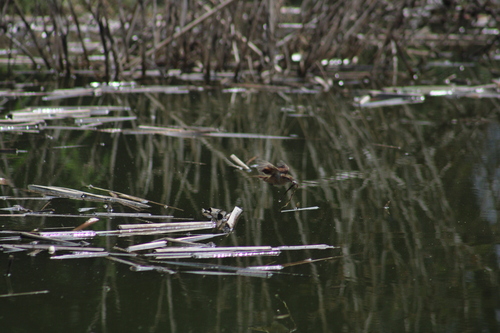 Junquero (Phleocryptes melanops)
