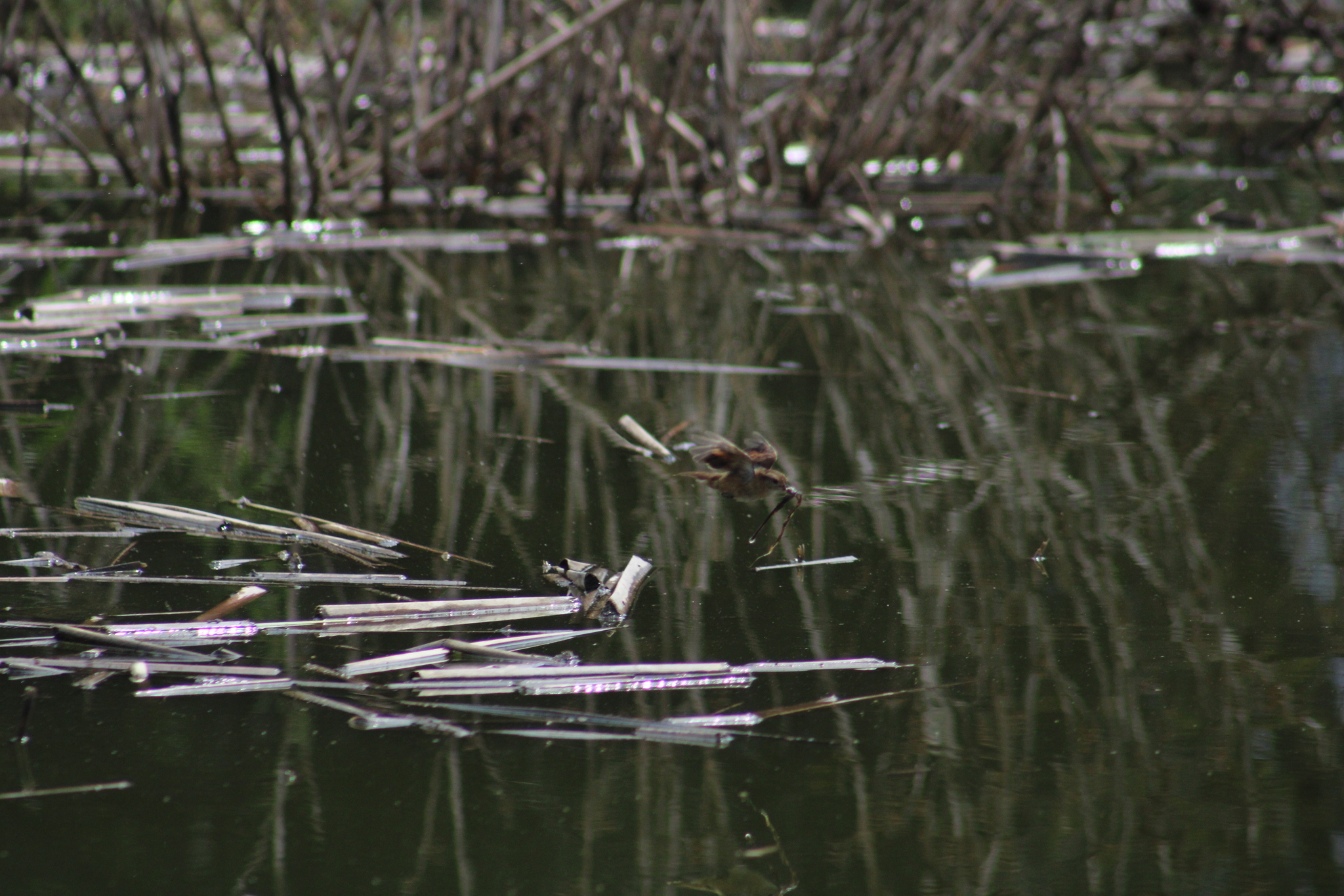 Wren-like Rushbird illustration