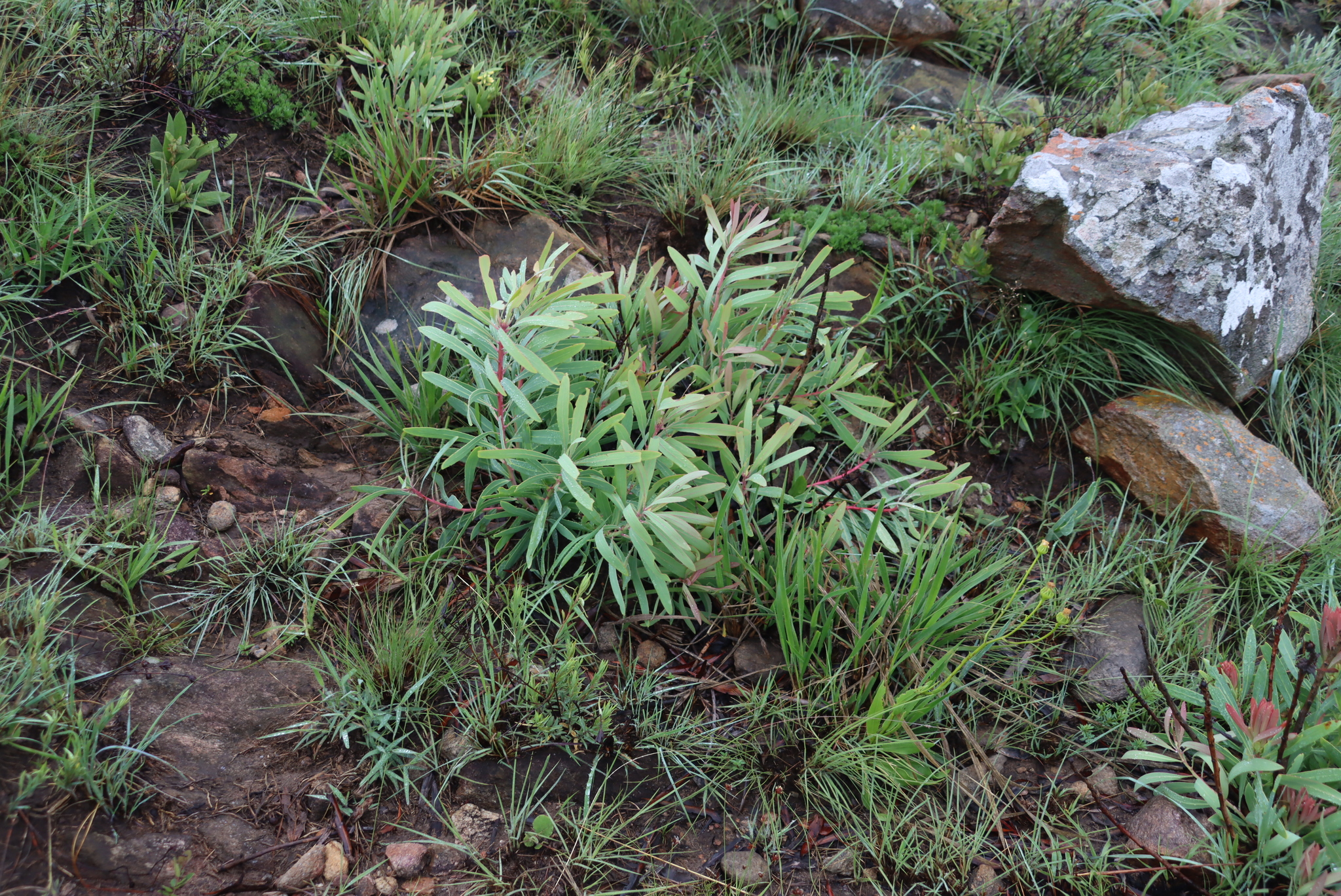 Dainty Sugarbush Hybrid (Protea afra)