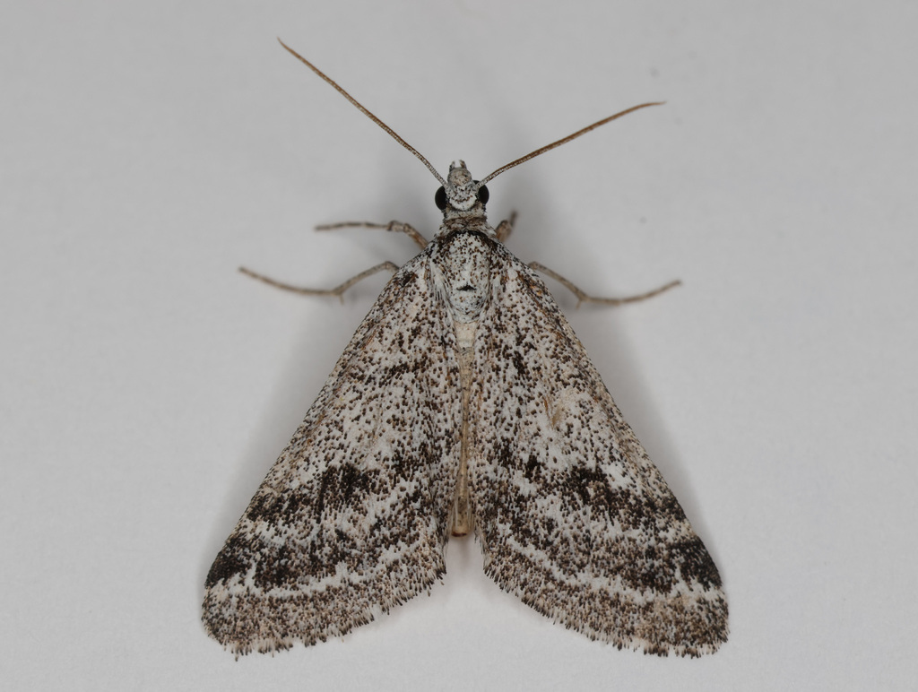 Scelidacantha triseriata