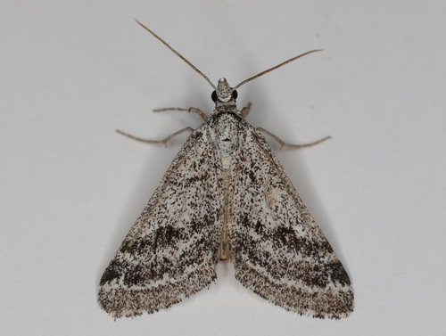 Scelidacantha triseriata