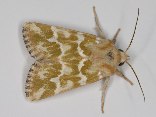 Mead's Flower Moth photo 5