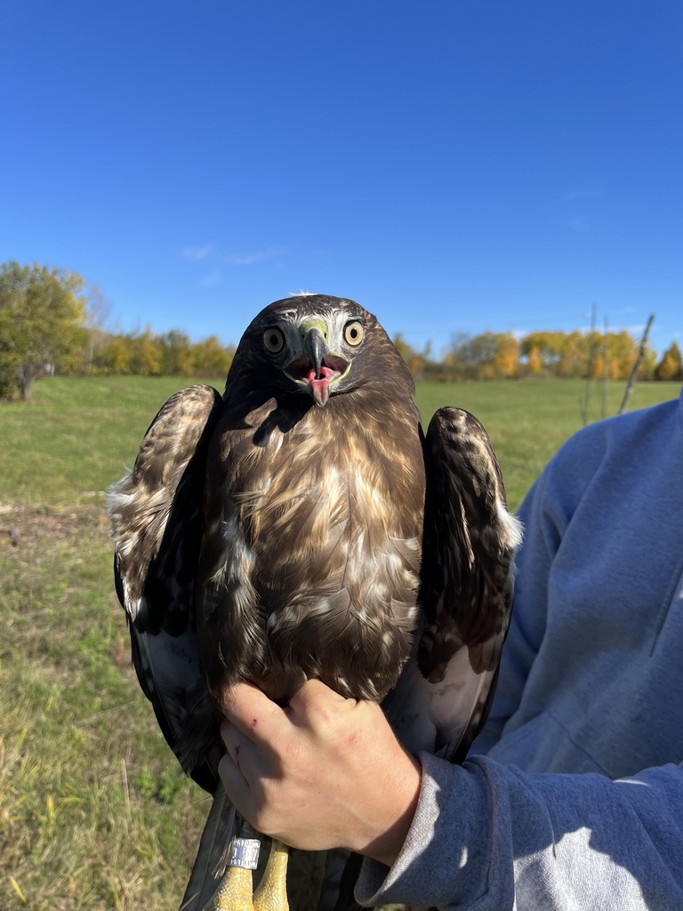 Red-tailed Hawk in October 2023 by Megan Hanson. dark morph hatch year ...