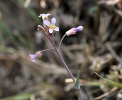 Boechera texana