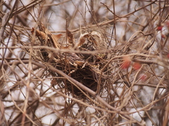 Cardinalis cardinalis