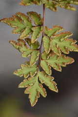 Myriopteris wrightii