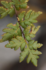 Myriopteris wrightii