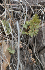 Myriopteris wrightii
