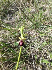 Ophrys sphegodes passionis