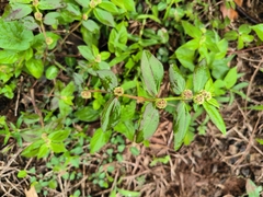 Euphorbia hirta image