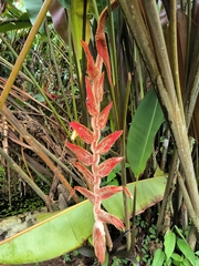 Heliconia vellerigera image