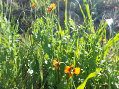 Papaver heterophyllum