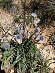 Globularia