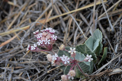Asclepias nummularia