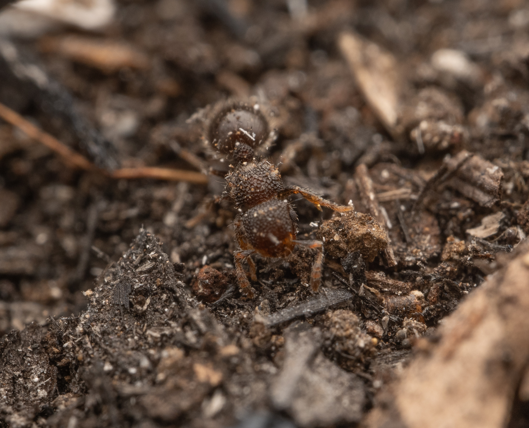 Meranoplus sabronensis