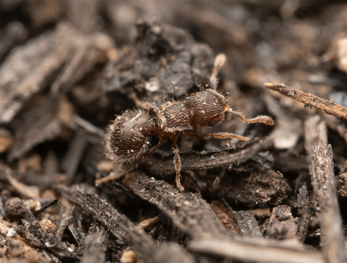 Meranoplus sabronensisMeranoplus sabronensis