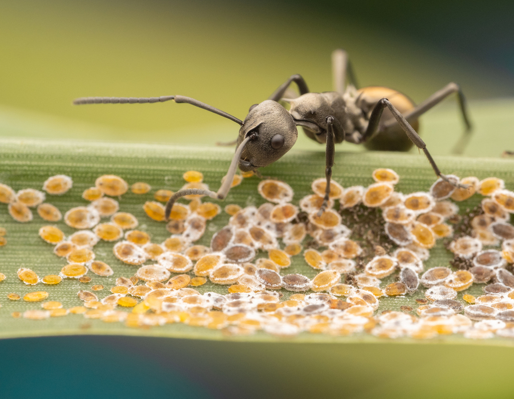Rich Spiny Sugar ant