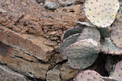 Opuntia azurea diplopurpurea