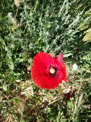Papaver rhoeas