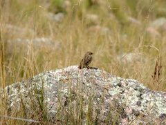 Rhopospina alaudina