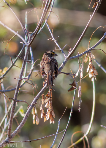 White-throated Sparrow photographed in Nebraska