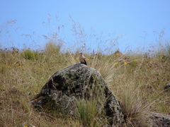 Metriopelia melanoptera