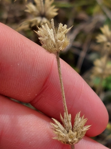 Image of Sideritis hirsuta by (c) Diego Rodríguez Hernández, some rights reserved (CC BY)