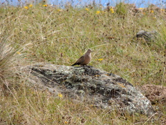 Metriopelia melanoptera