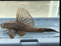 Hypostomus plecostomus