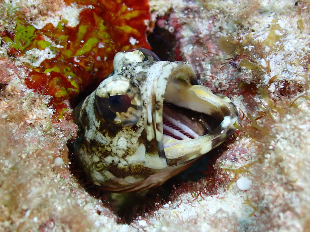 Mottled jawfish (Opistognathus maxillosus) — Opistognathidae