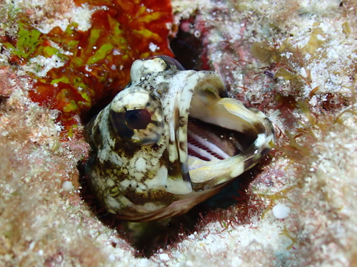 Mottled jawfish (Opistognathus maxillosus) — Opistognathidae