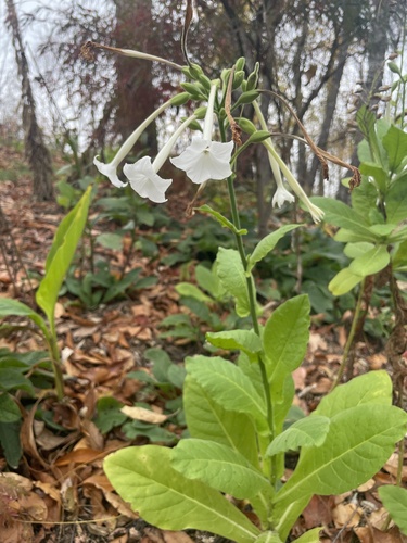 Nicotiana sylvestris iNat (3)