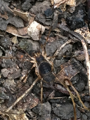 Protolophus