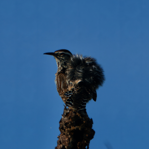 Cactuswinterkoning (Campylorhynchus brunneicapillus)