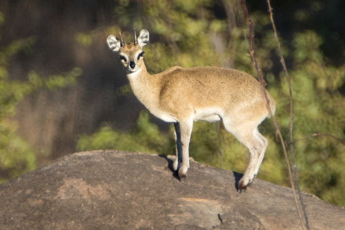 Klipspringer