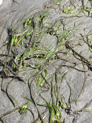 Zostera japonica
