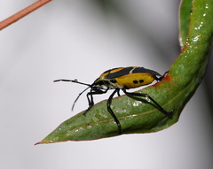 Commius elegans