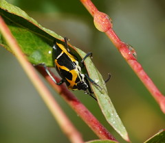 Commius elegans