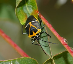 Commius elegans